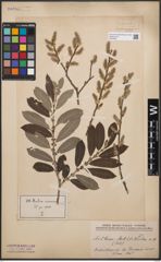 Foto von Salix cinerea L.